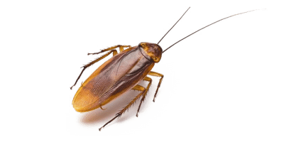 American Cockroach pest control