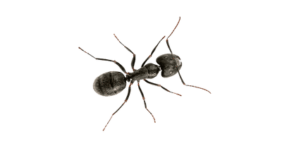 black house ant pest control