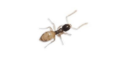 Sugar Ant or Ghost Ant